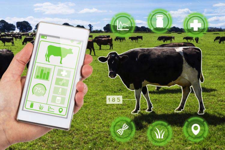 Role of IoT in Promoting Livestock Health through Remote Monitoring and Data-Driven Decision-Making
