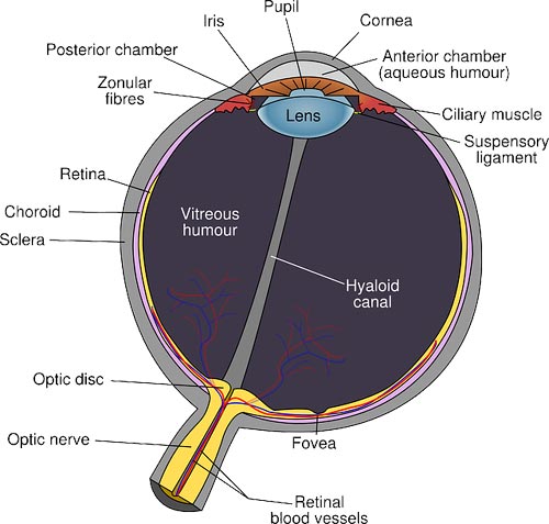 Internal structure of human eye