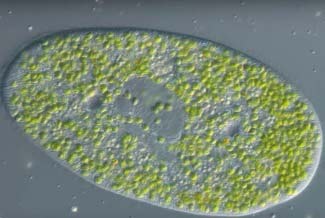 mind-controlled-microbes-Paramecium-2