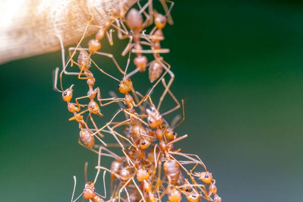 Ants Preparing a Bridge
