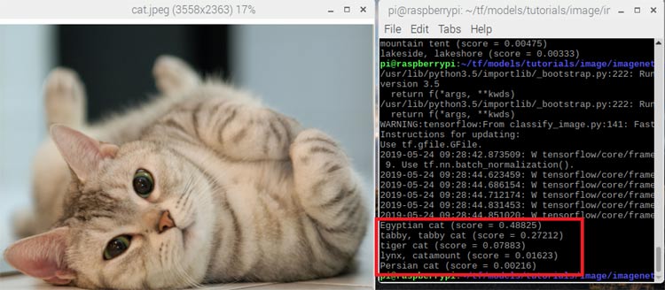 Detecting and Recognizing Cat using TensorFlow and Raspberry Pi