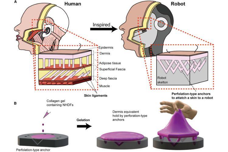 Components Used for the Robots