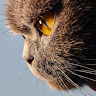 Profile picture for user audioai
