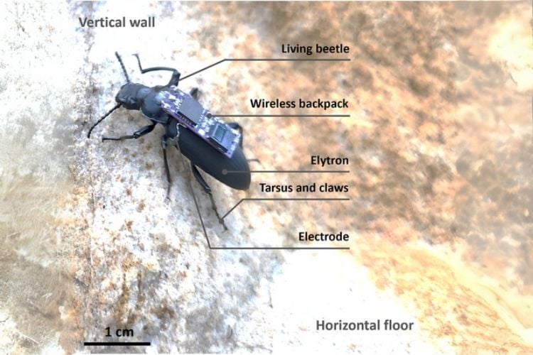 Cyborg Beetles Navigate Obstacles With Implants Cyborg Beetles Navigate Obstacles With Implants