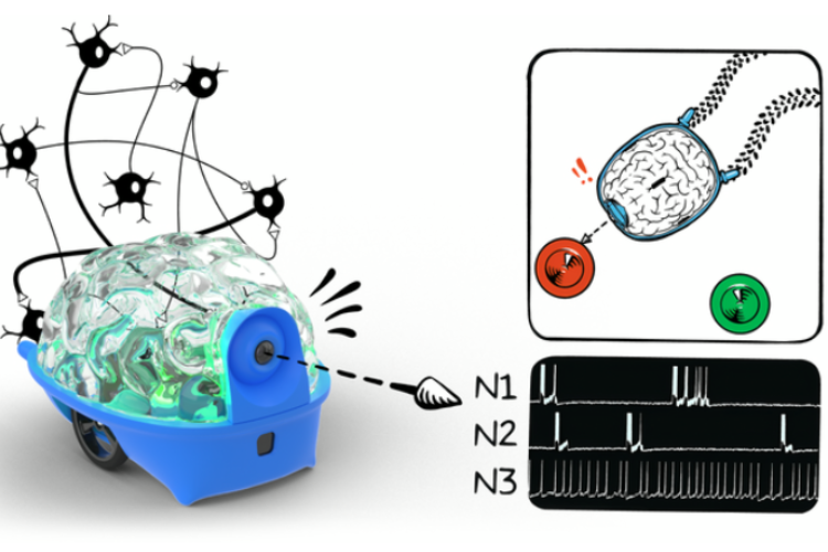 SpikerBot represents the future direction of brain-computer interfaces and neuro-inspired robotics