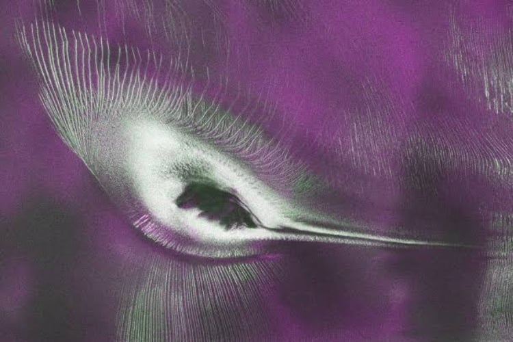 Radar Reveals a 'Hummingbird' in Antarctica