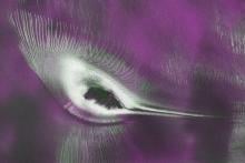 Radar Reveals a 'Hummingbird' in Antarctica