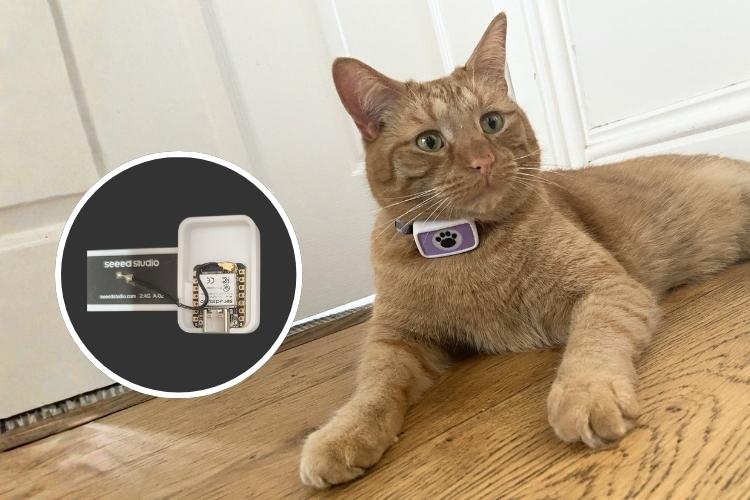 Cat Wearing Smart Collar Monitoring Health Behaviors