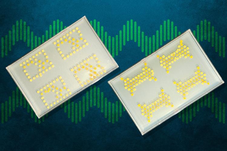 Bacterial Colonies Forming a Biological Logic Circuit