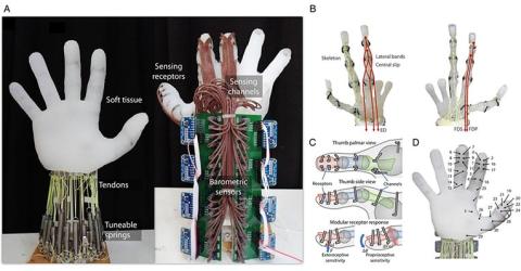 Robotic Hand Grasps Object