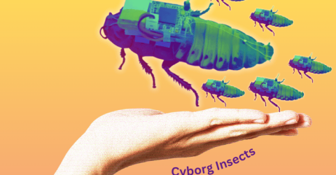 Cyborg Insect for Search and Rescue Operations