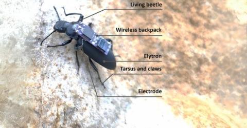 Cyborg Beetles Navigate Obstacles With Implants