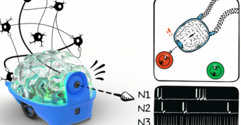 SpikerBot represents the future direction of brain-computer interfaces and neuro-inspired robotics