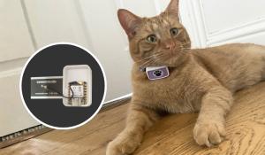 Cat Wearing Smart Collar Monitoring Health Behaviors
