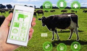 Role of IoT in Remote Monitoring of Livestock Health