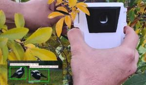 Edge AI Wildlife Detection Using Raspberry Pi Zero