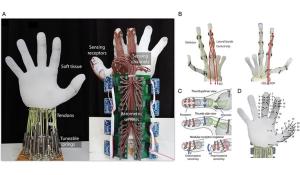 Robotic Hand Grasps Object