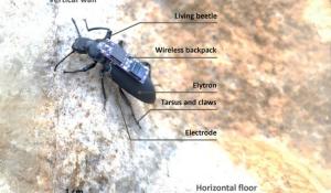 Cyborg Beetles Navigate Obstacles With Implants