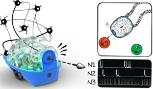 SpikerBot represents the future direction of brain-computer interfaces and neuro-inspired robotics