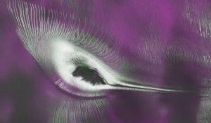 Radar Reveals a 'Hummingbird' in Antarctica